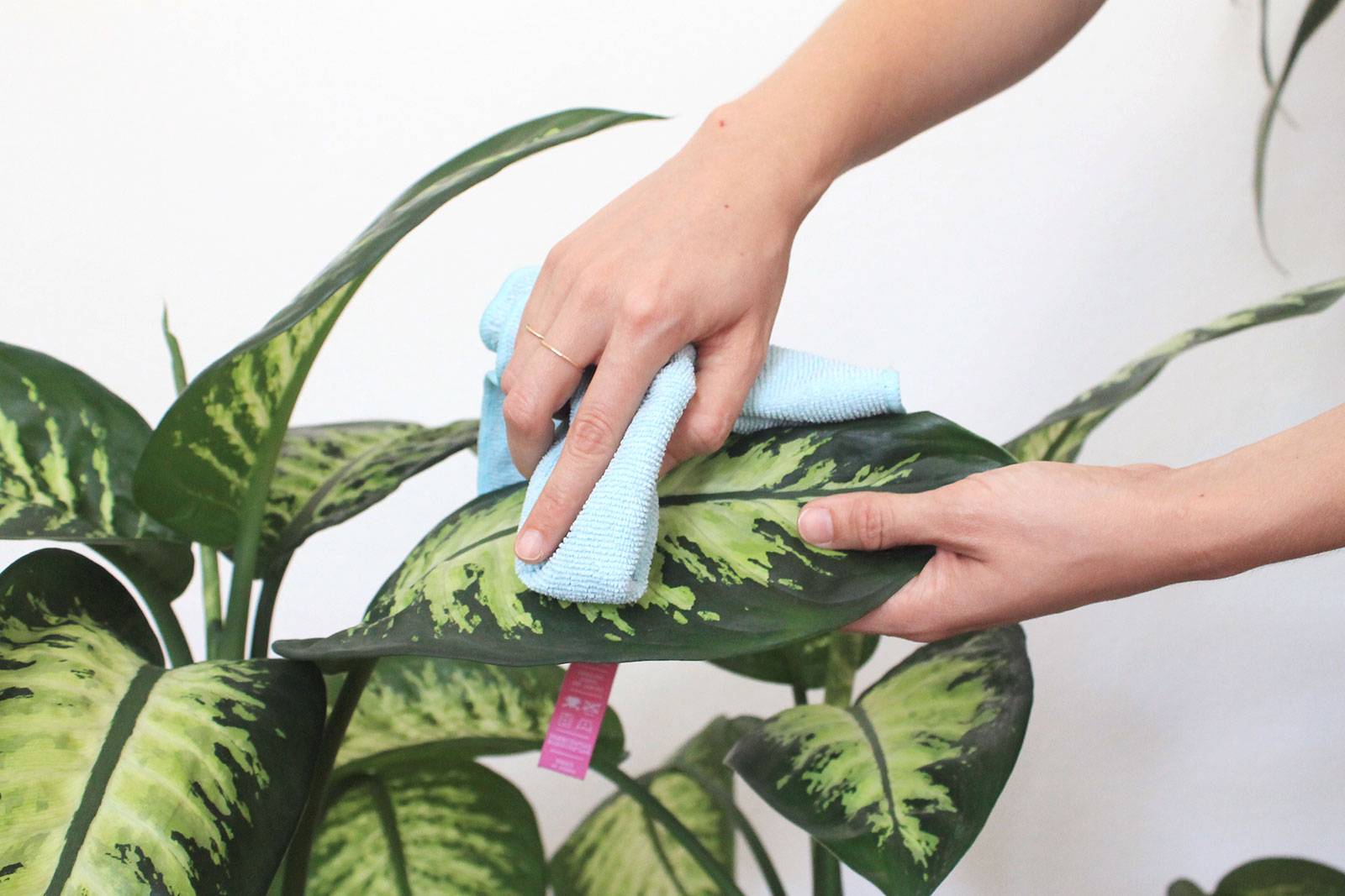 How to clean and dust houseplants using four easy methods.