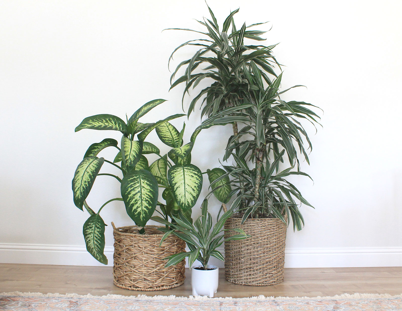 How to clean houseplants