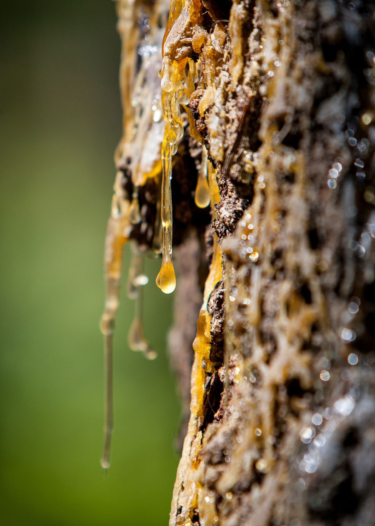 How to Get Tree Sap Off Skin and Hair
